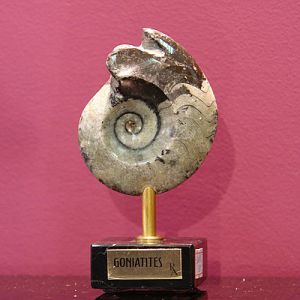 Статуэтка "Гониатит" ― Звезда