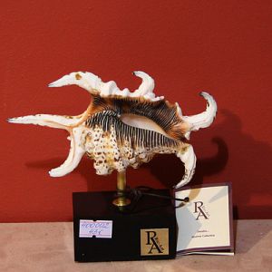 Декоративная ракушка ― Звезда