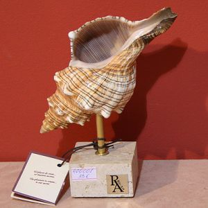 Декоративная ракушка ― Звезда