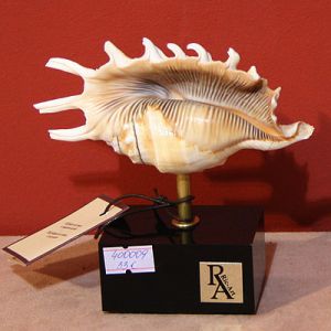 Декоративная ракушка ― Звезда