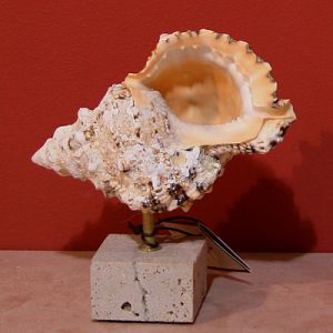 Декоративная ракушка ― Звезда