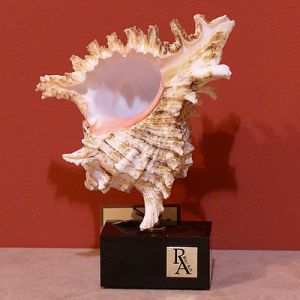 Декоративная ракушка ― Звезда