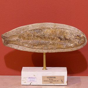 Статуэтка "Окаменелость рыбы" ― Звезда