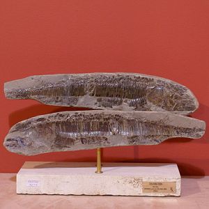 Статуэтка "Окаменелость рыбы" ― Звезда