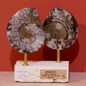 Статуэтка "Аммонит" ― Звезда