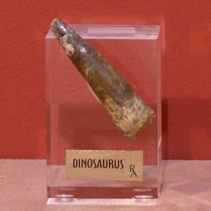 Статуэтка "Зуб динозавра" ― Звезда