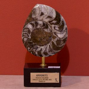 Статуэтка "Аммонит" ― Звезда